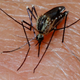 Image for article titled A potential new malaria vaccine puts weakened parasites into the body